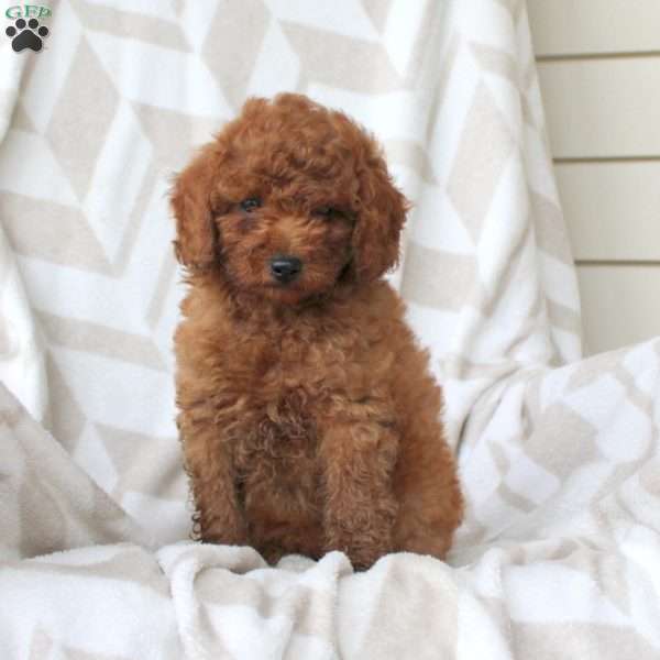 Prince, Miniature Poodle Puppy