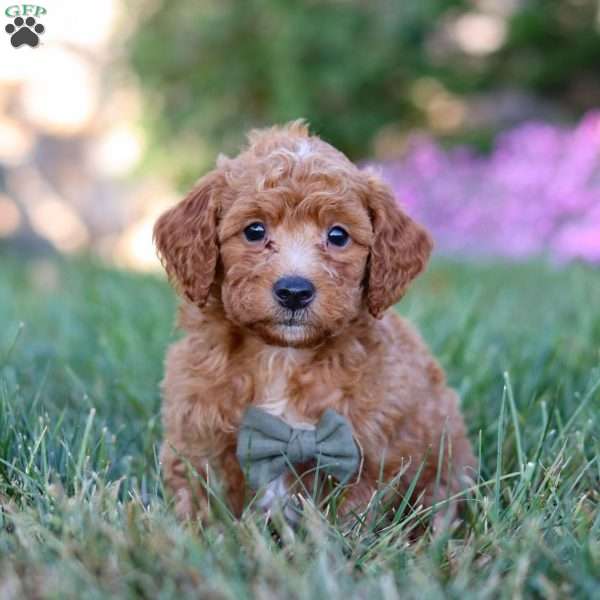 Prince, Mini Goldendoodle Puppy