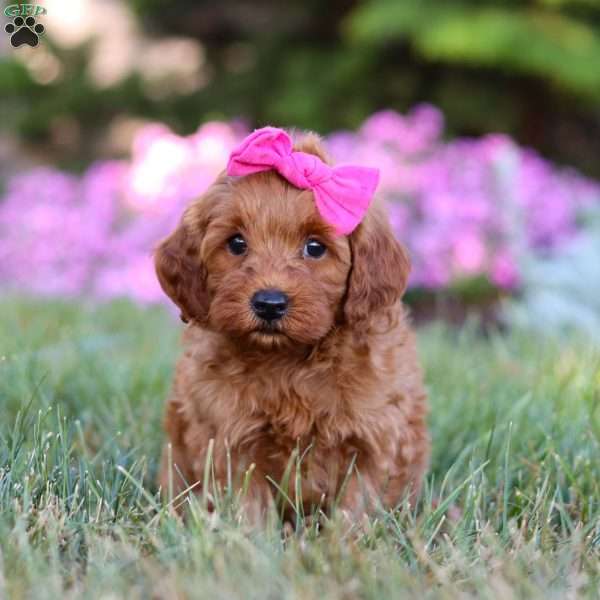 Princess, Mini Goldendoodle Puppy