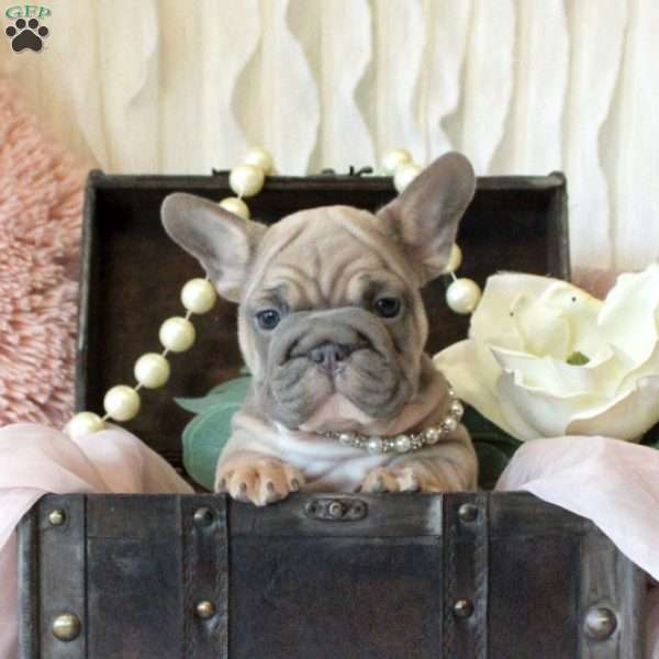 Princess, French Bulldog Puppy