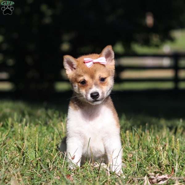 Princess, Shiba Inu Puppy