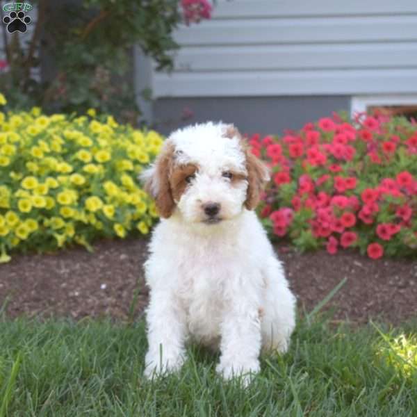 Pringles, Mini Goldendoodle Puppy