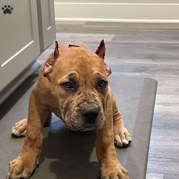 Prophecy, Cane Corso Puppy