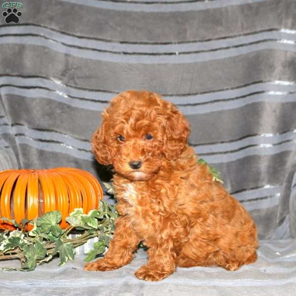 Pumpkin, Miniature Poodle Puppy