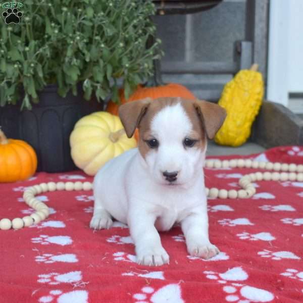 Pumpkin, Jack Russell Terrier Puppy