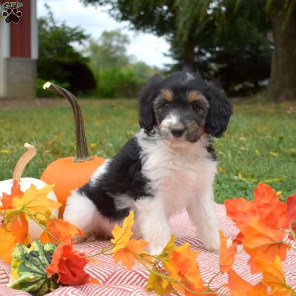 Pumpkin, Miniature Poodle Mix Puppy