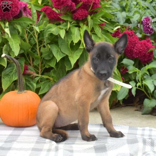 Pumpkin, Belgian Malinois Puppy