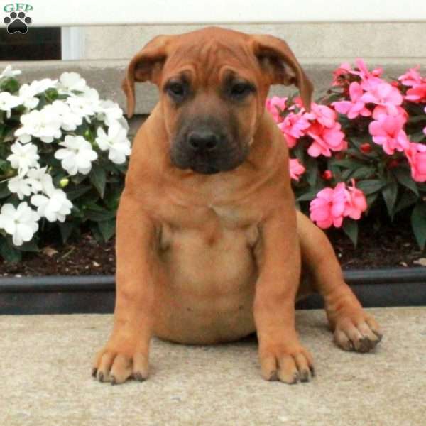 Pumpkin, African Boerboel Puppy