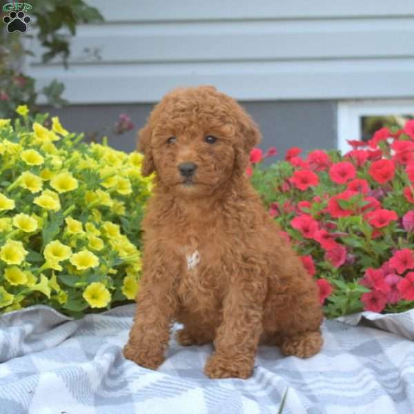 Pumpkin, Mini Goldendoodle Puppy