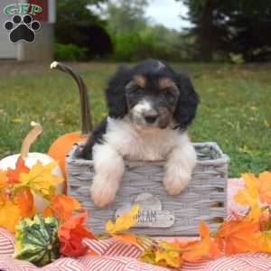 Pumpkin, Miniature Poodle Mix Puppy