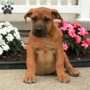 Pumpkin, African Boerboel Puppy