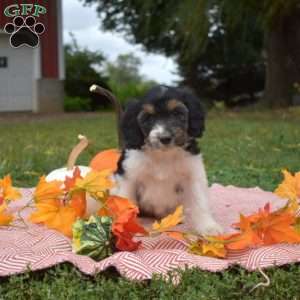 Pumpkin, Miniature Poodle Mix Puppy