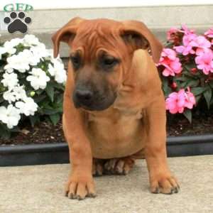 Pumpkin, African Boerboel Puppy