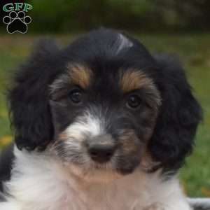 Pumpkin, Miniature Poodle Mix Puppy