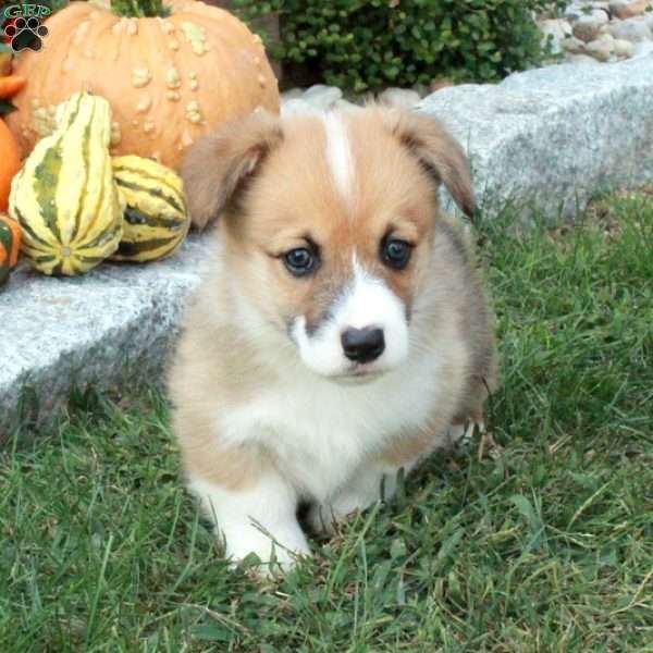 Pumpkin, Pembroke Welsh Corgi Puppy