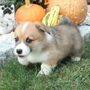 Pumpkin, Pembroke Welsh Corgi Puppy