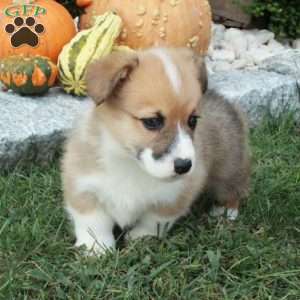 Pumpkin, Pembroke Welsh Corgi Puppy