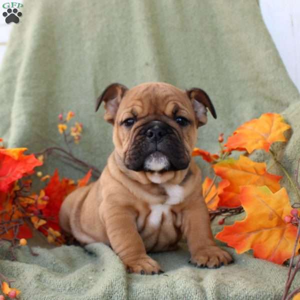 Pumpkin, English Bulldog Puppy