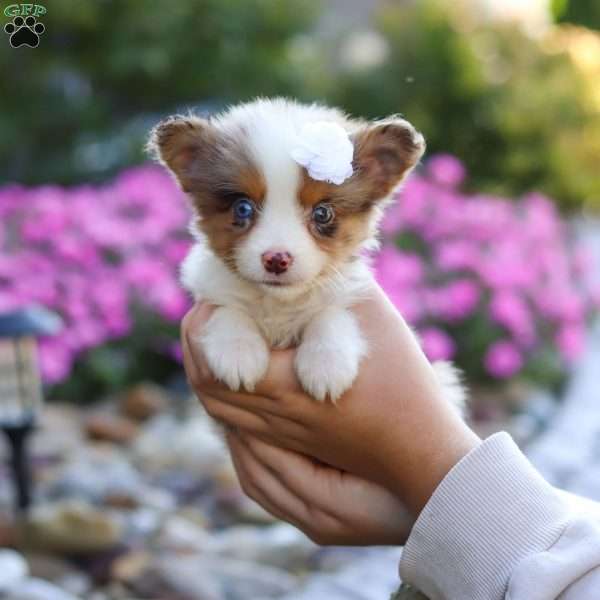 Queenie, Miniature Australian Shepherd Puppy