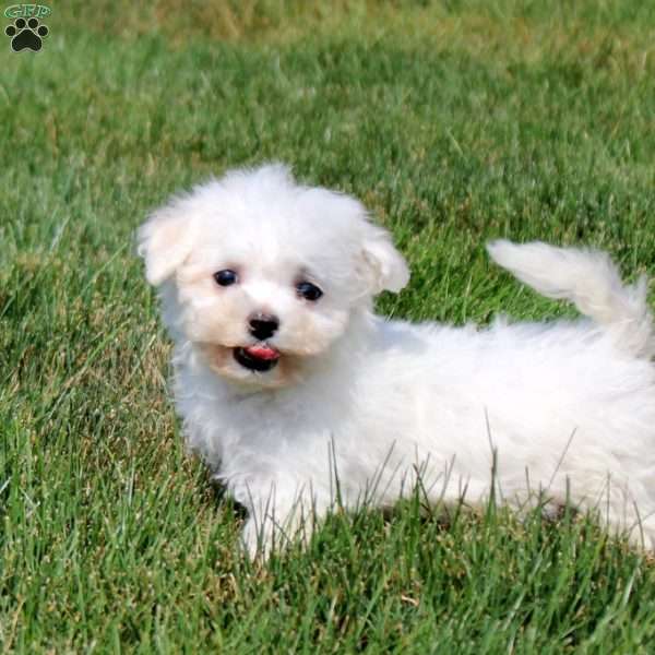 Quill, Bichon Frise Puppy