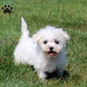 Quill, Bichon Frise Puppy