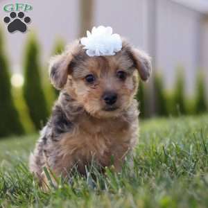 Quinn, Yorkie Poo Puppy