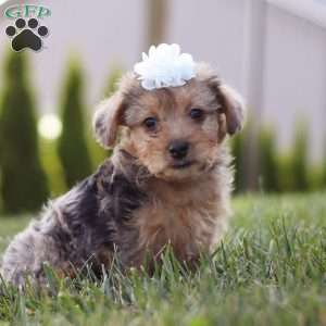 Quinn, Yorkie Poo Puppy