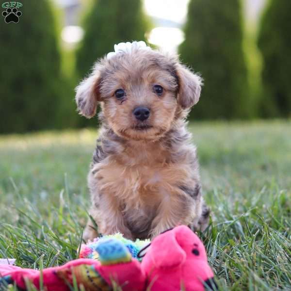 Quinn, Yorkie Poo Puppy