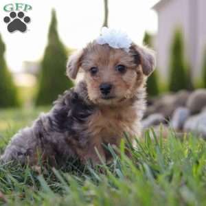 Quinn, Yorkie Poo Puppy