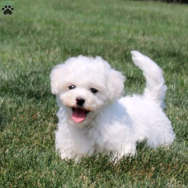 Quirin, Bichon Frise Puppy