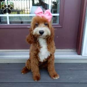 Laci, Cavapoo Puppy