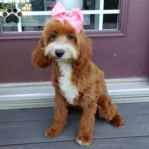 Laci, Cavapoo Puppy