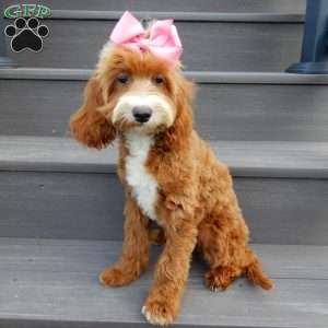 Laci, Cavapoo Puppy