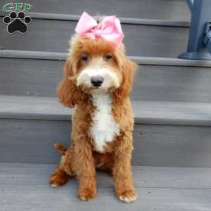 Laci, Cavapoo Puppy