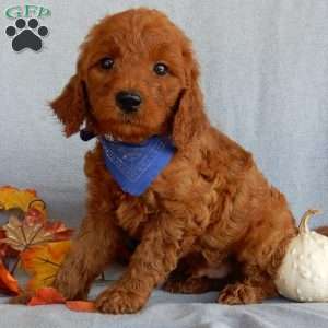 Rusty(medium), Goldendoodle Puppy