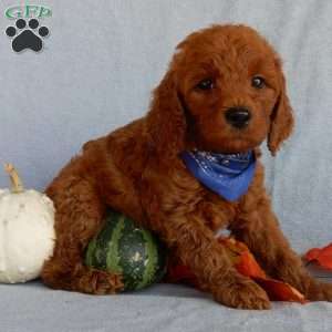 Rusty(medium), Goldendoodle Puppy