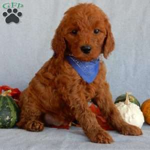 Rusty(medium), Goldendoodle Puppy