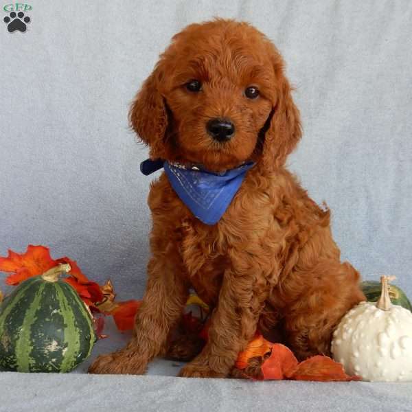 Rusty(medium), Goldendoodle Puppy