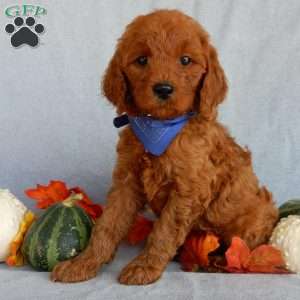 Rusty(medium), Goldendoodle Puppy