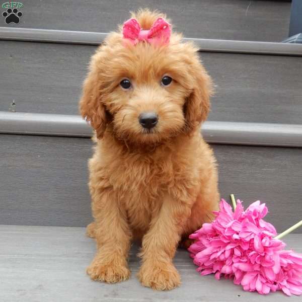 Myla, Mini Goldendoodle Puppy