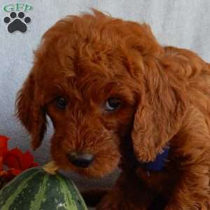 Rusty(medium), Goldendoodle Puppy