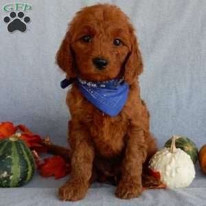 Rusty(medium), Goldendoodle Puppy