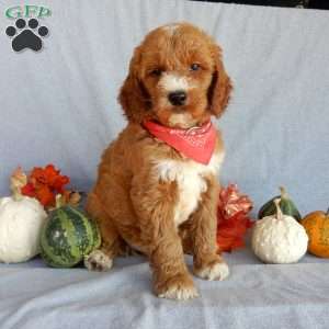 Scout (medium), Goldendoodle Puppy