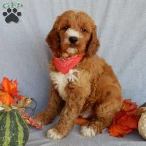 Scout (medium), Goldendoodle Puppy