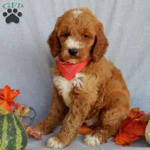 Scout (medium), Goldendoodle Puppy