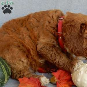 Scout (medium), Goldendoodle Puppy