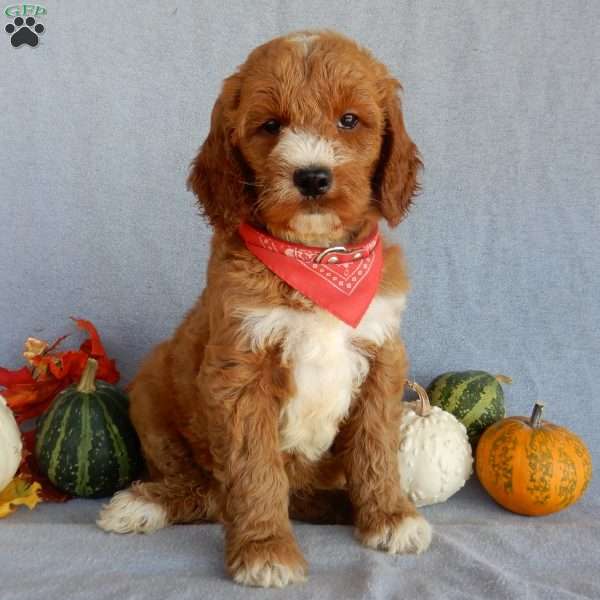 Scout (medium), Goldendoodle Puppy