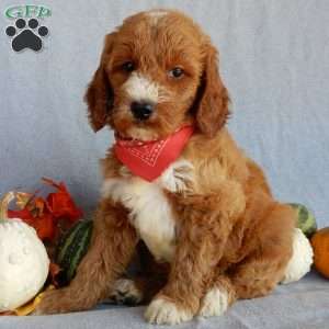 Scout (medium), Goldendoodle Puppy