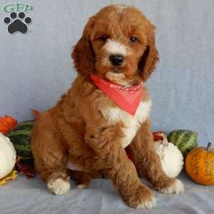 Scout (medium), Goldendoodle Puppy