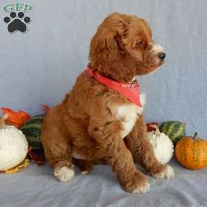 Scout (medium), Goldendoodle Puppy